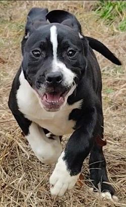 Halfstache, ADOPTABLE, Puppy Male Collie.