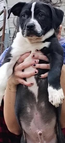 Halfstache, a ADOPTABLE mixed breed in Raleigh, NC image 2/3