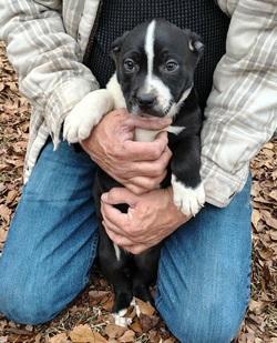 Halfstache, a ADOPTABLE mixed breed in Raleigh, NC image 3/3