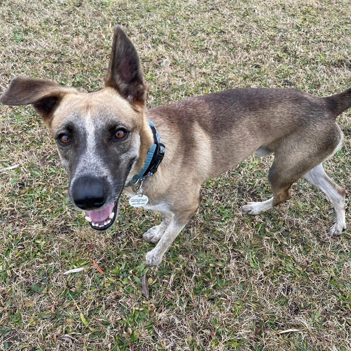 Axel, a Adopted mixed breed in Mississauga, ON image 3/6