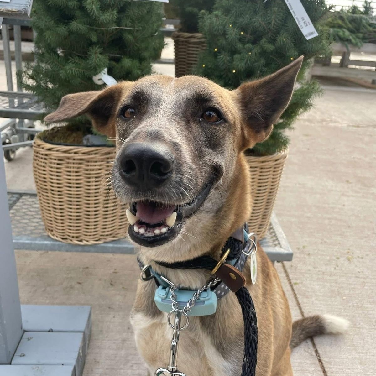 Axel, a Adopted mixed breed in Mississauga, ON image 5/6