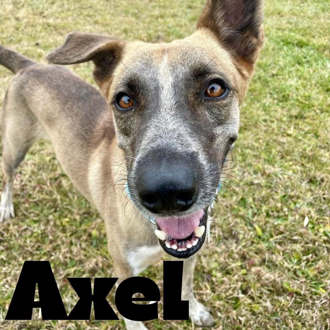 Axel, a Adopted mixed breed in Mississauga, ON image 1/6