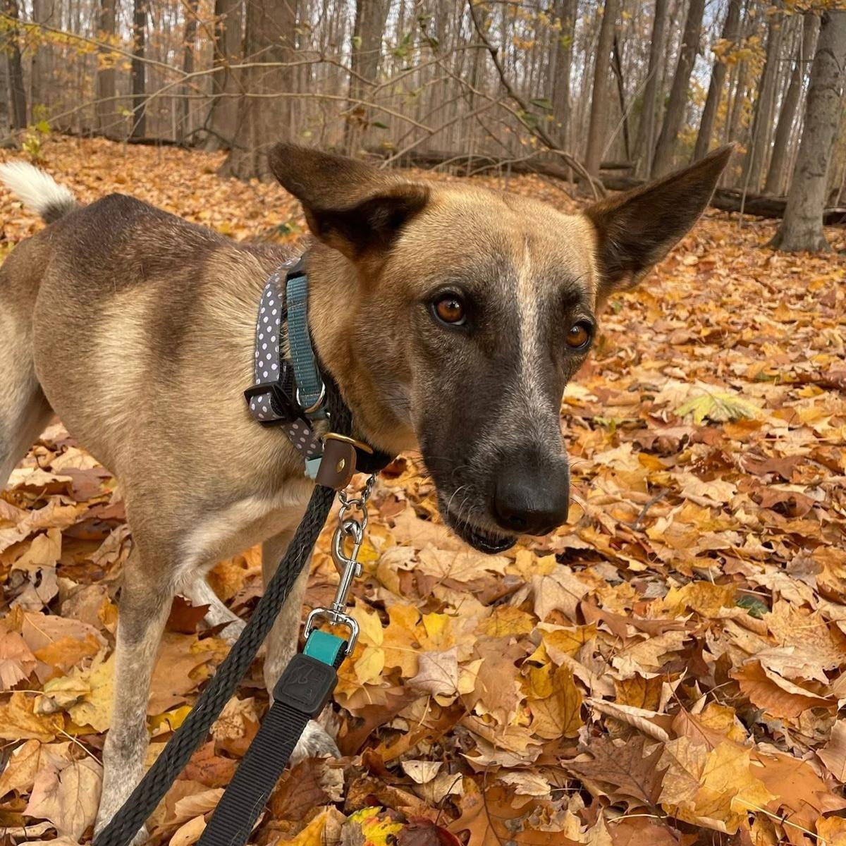 Axel, a Adopted mixed breed in Mississauga, ON image 4/6