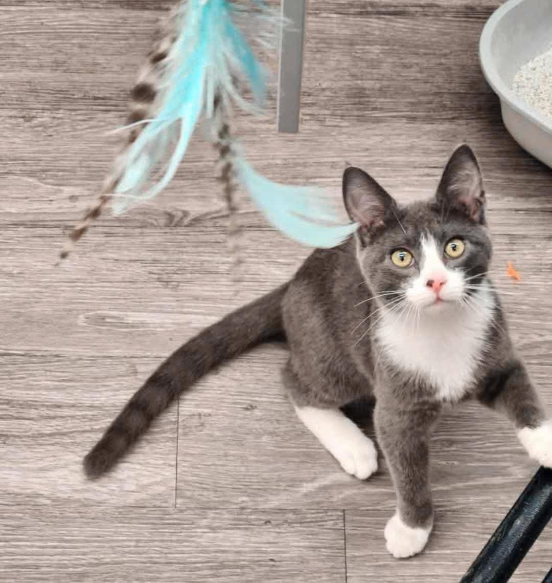 Big Mac, Adopted, Young Male Domestic Short Hair.