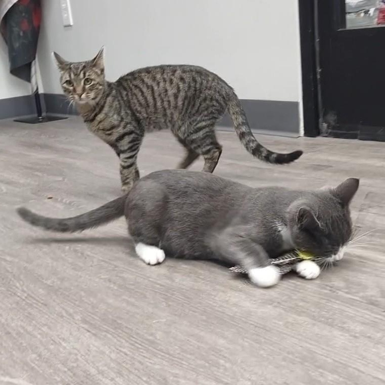 Enlarge Big Mac, a Adopted Domestic Short Hair in Reading, PA image 2/2