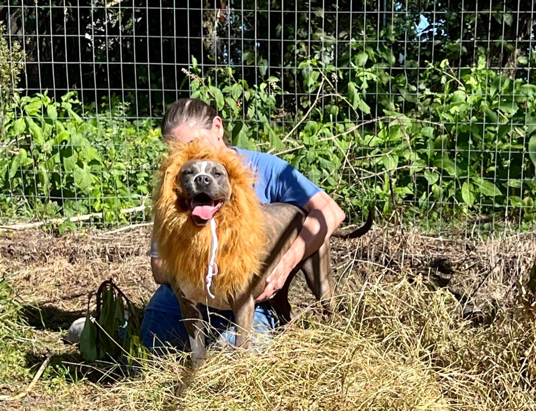 Rosie, a Adoptable mixed breed in saint john , NB image 1/5