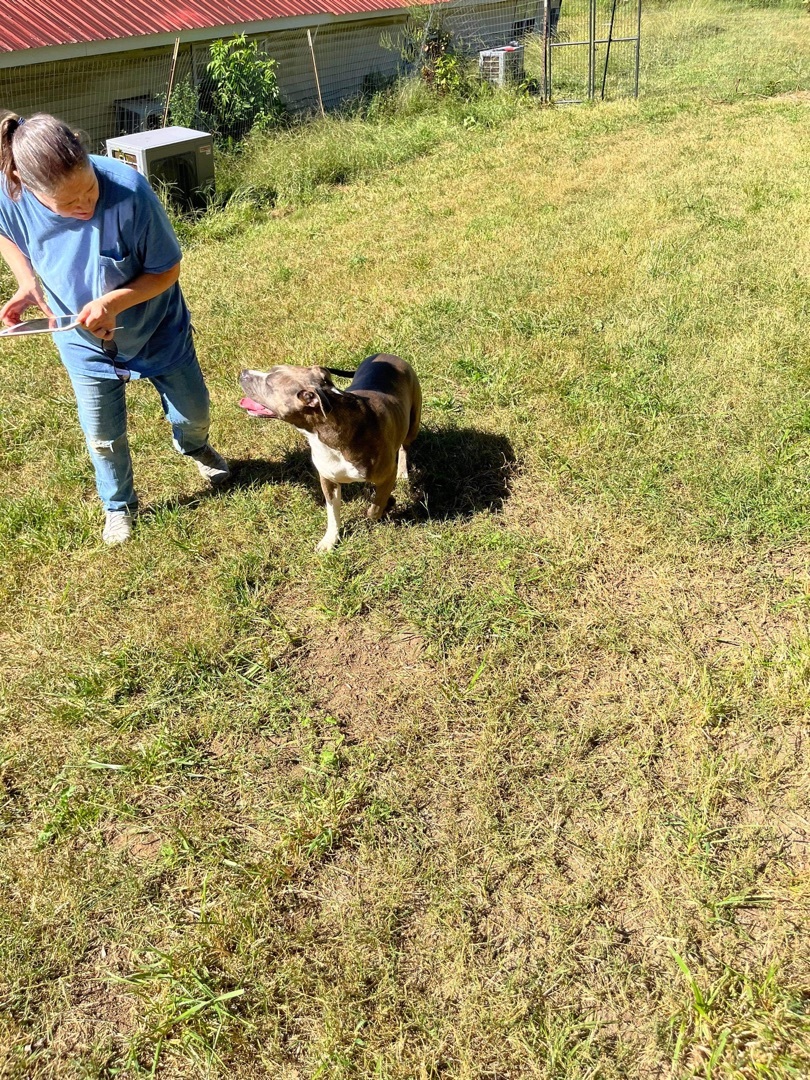 Rosie, a Adoptable mixed breed in saint john , NB image 5/5
