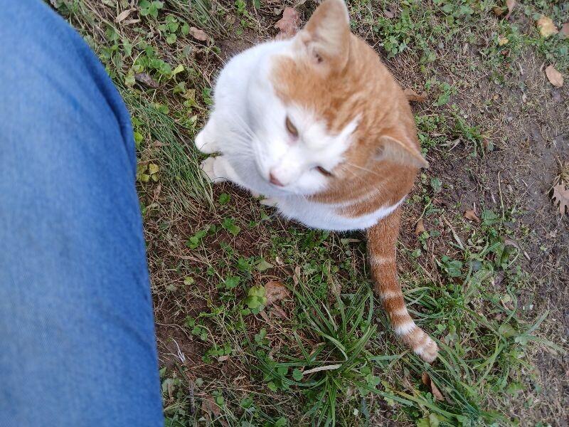 Fred, Adoptable, Adult Male Tabby.