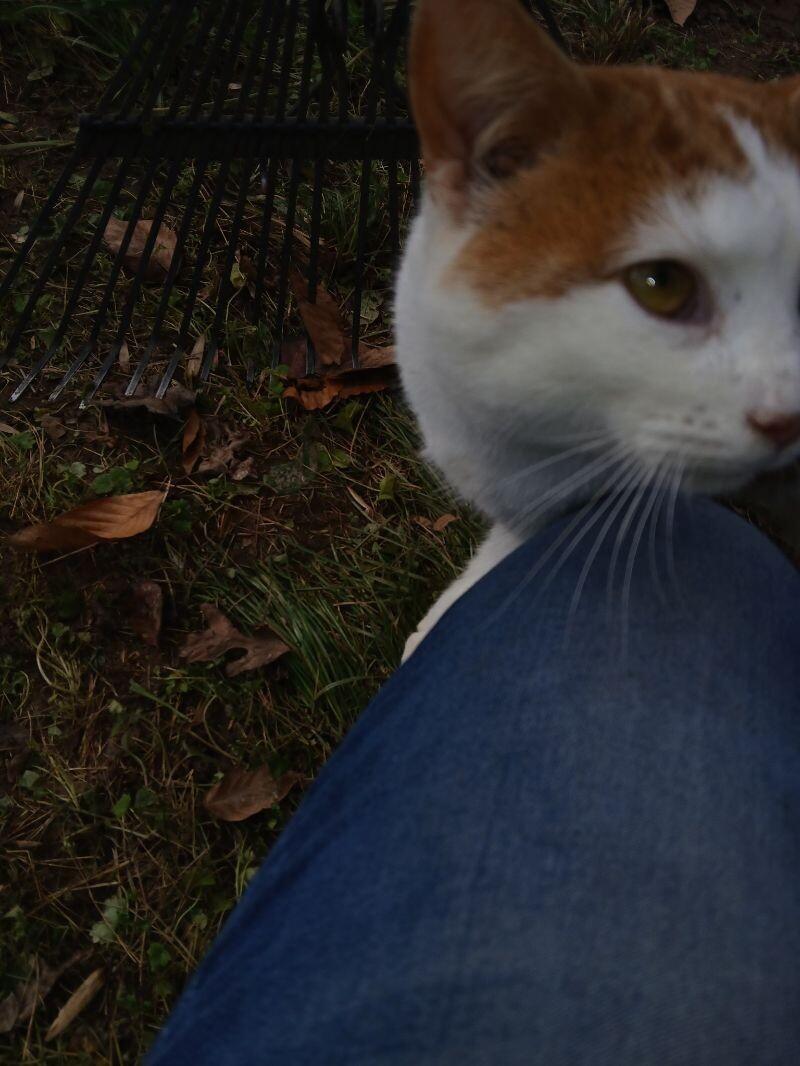 Enlarge Fred, a Adoptable Tabby in Partlow, VA image 2/3