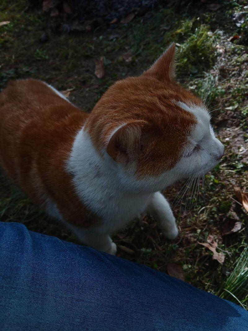 Enlarge Fred, a Adoptable Tabby in Partlow, VA image 3/3