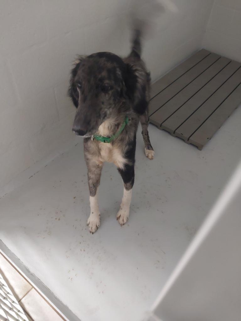 Enlarge Oliver, a Adoptable mixed breed in Mocksville, NC image 1/3