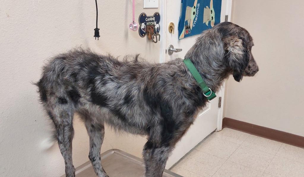 Enlarge Oliver, a Adoptable mixed breed in Mocksville, NC image 2/3