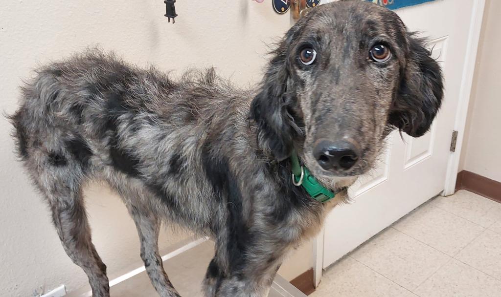 Enlarge Oliver, a Adoptable mixed breed in Mocksville, NC image 3/3