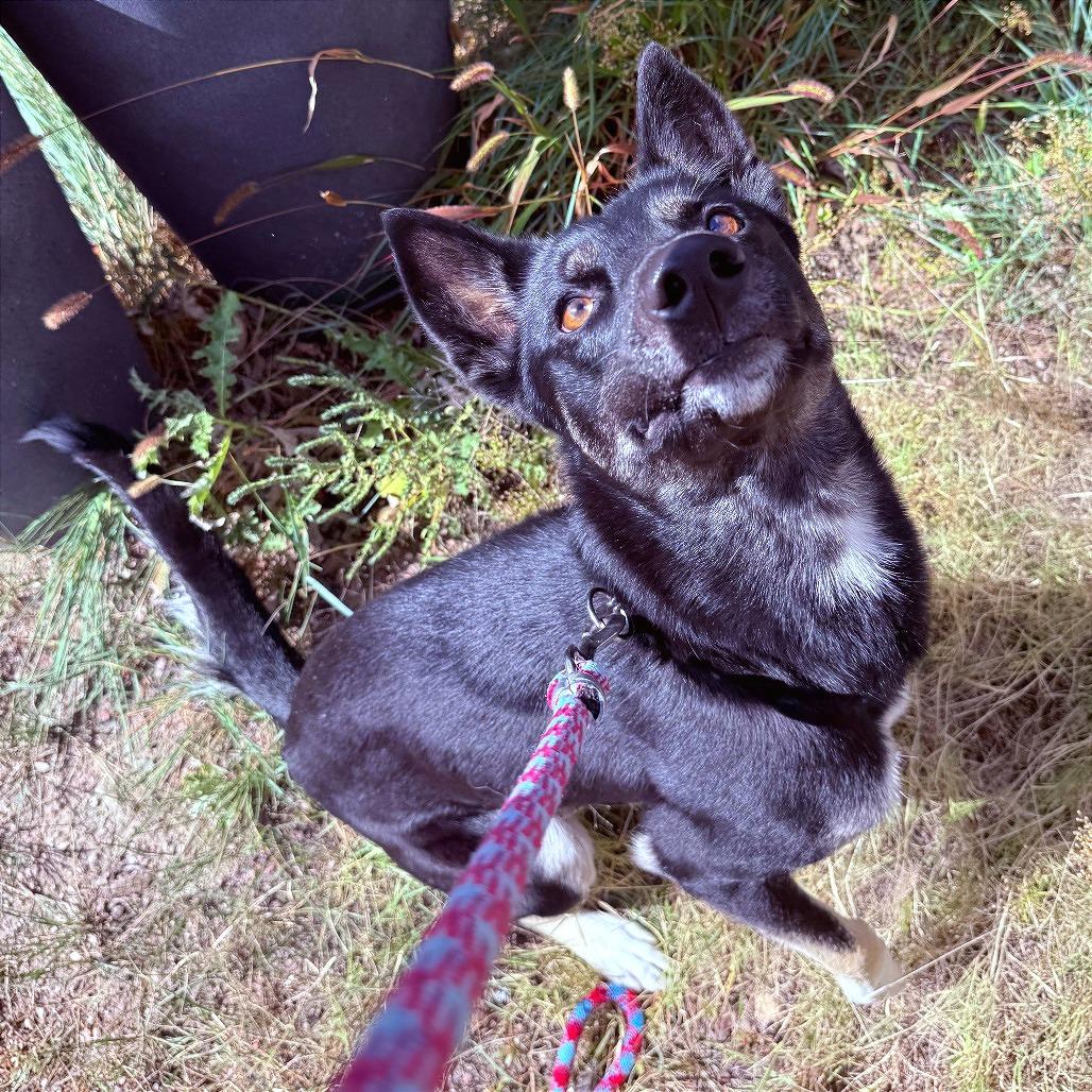 Diva, Adoptable, Adult Female German Shepherd Dog & Husky.