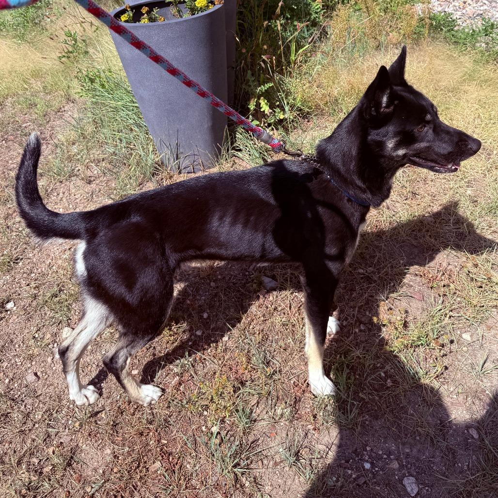 Enlarge Diva, a Adoptable mixed breed in Cheyenne, WY image 2/4