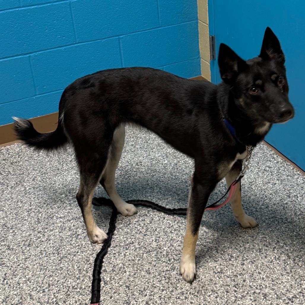 Enlarge Diva, a Adoptable mixed breed in Cheyenne, WY image 3/4