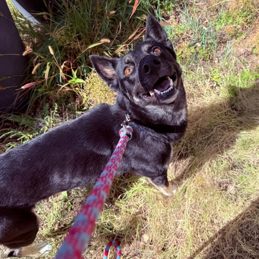 Enlarge Diva, a Adoptable mixed breed in Cheyenne, WY image 4/4