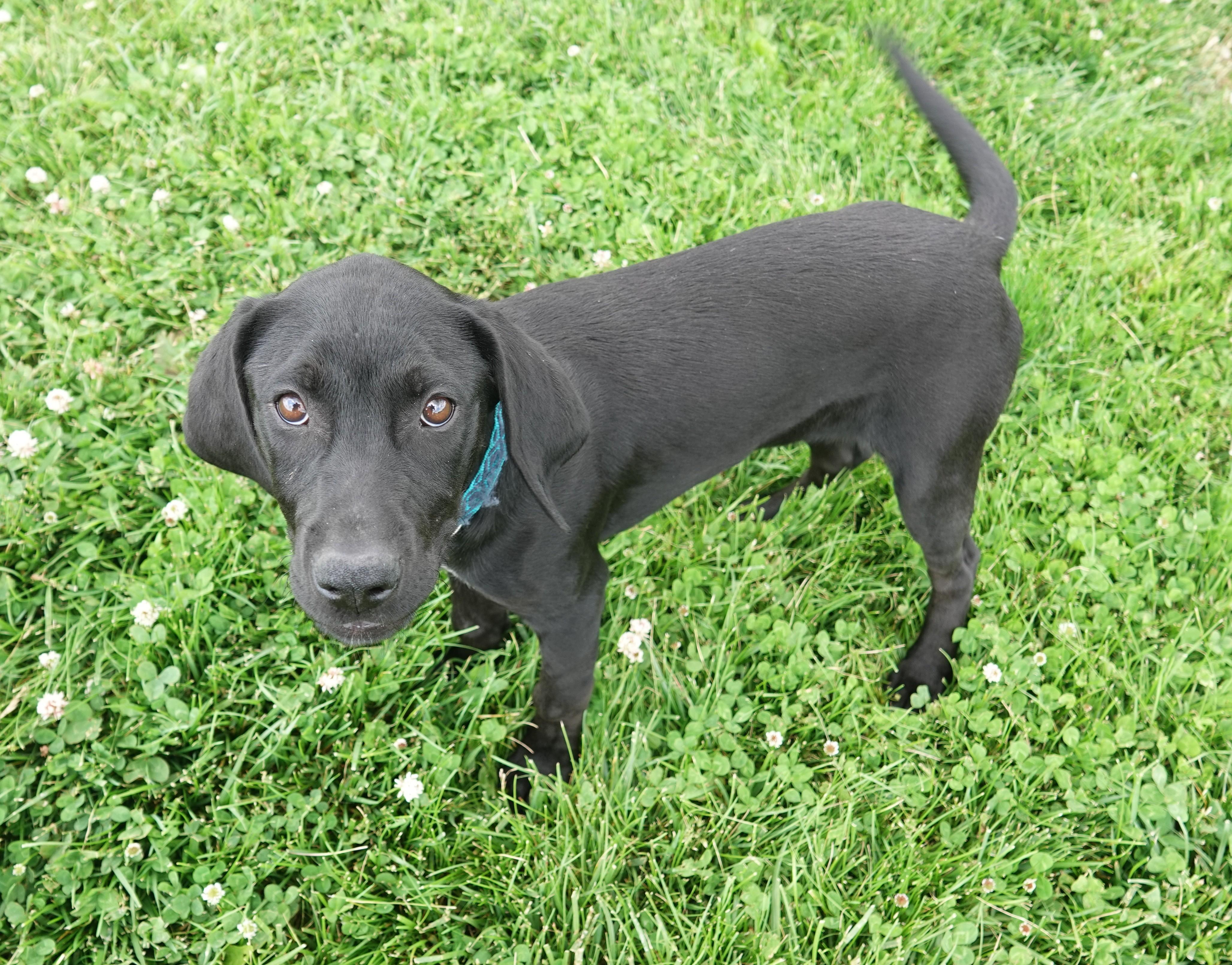 Enlarge Bruno, a Adoptable mixed breed in Fairfield, IA image 2/2