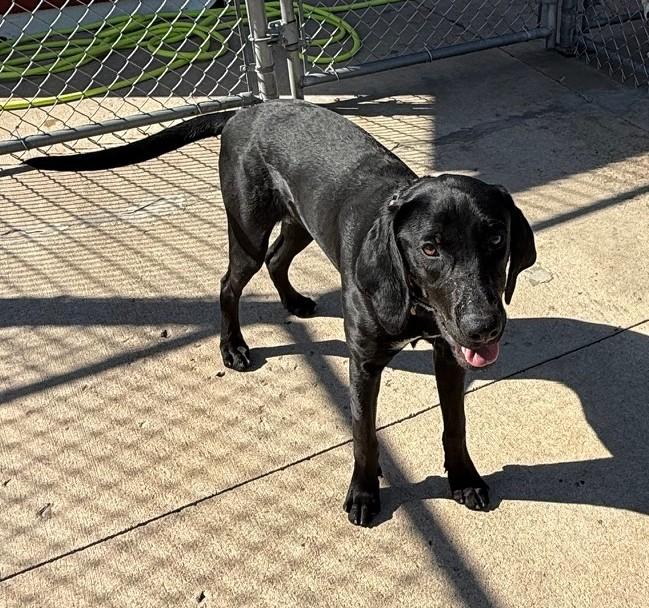 Enlarge Bruno, a Adoptable mixed breed in Fairfield, IA image 1/2