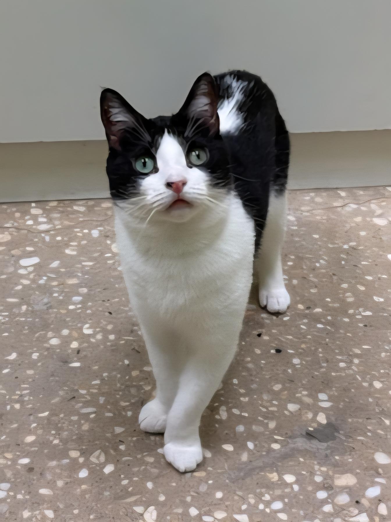 Peanut, a Adoptable Domestic Short Hair in Old Bridge, NJ image 1/3