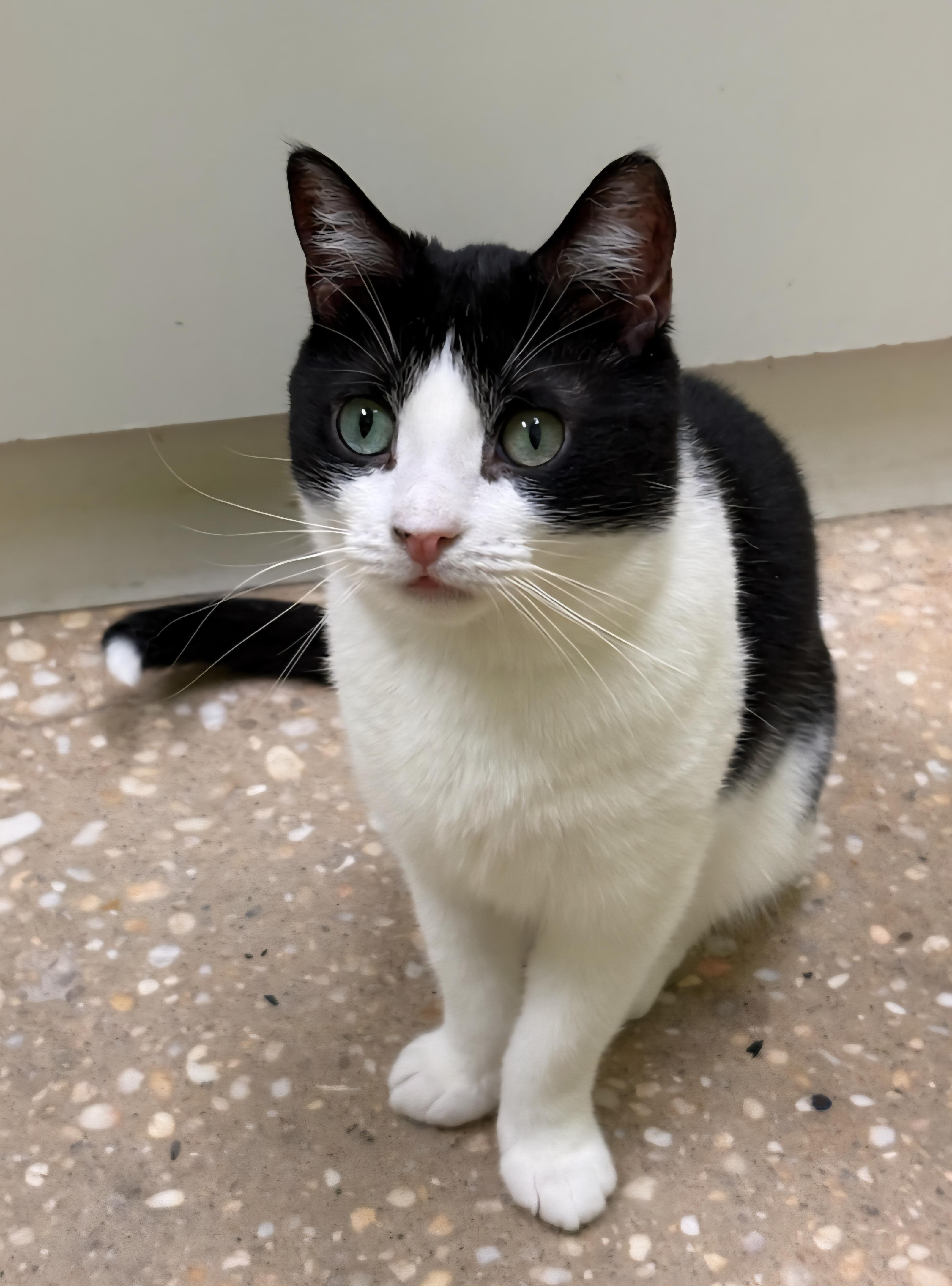 Peanut, a Adoptable Domestic Short Hair in Old Bridge, NJ image 2/3