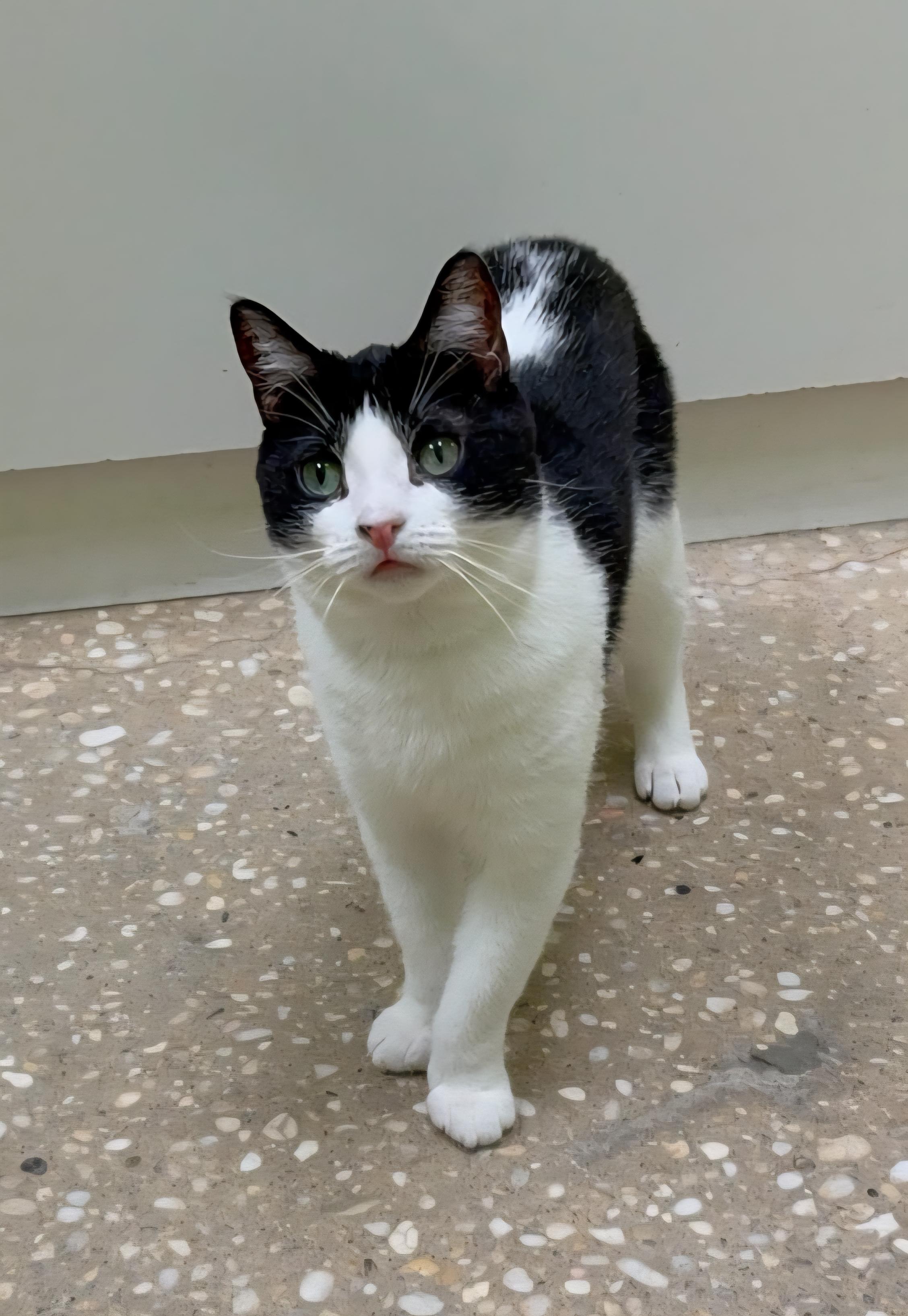 Peanut, a Adoptable Domestic Short Hair in Old Bridge, NJ image 3/3