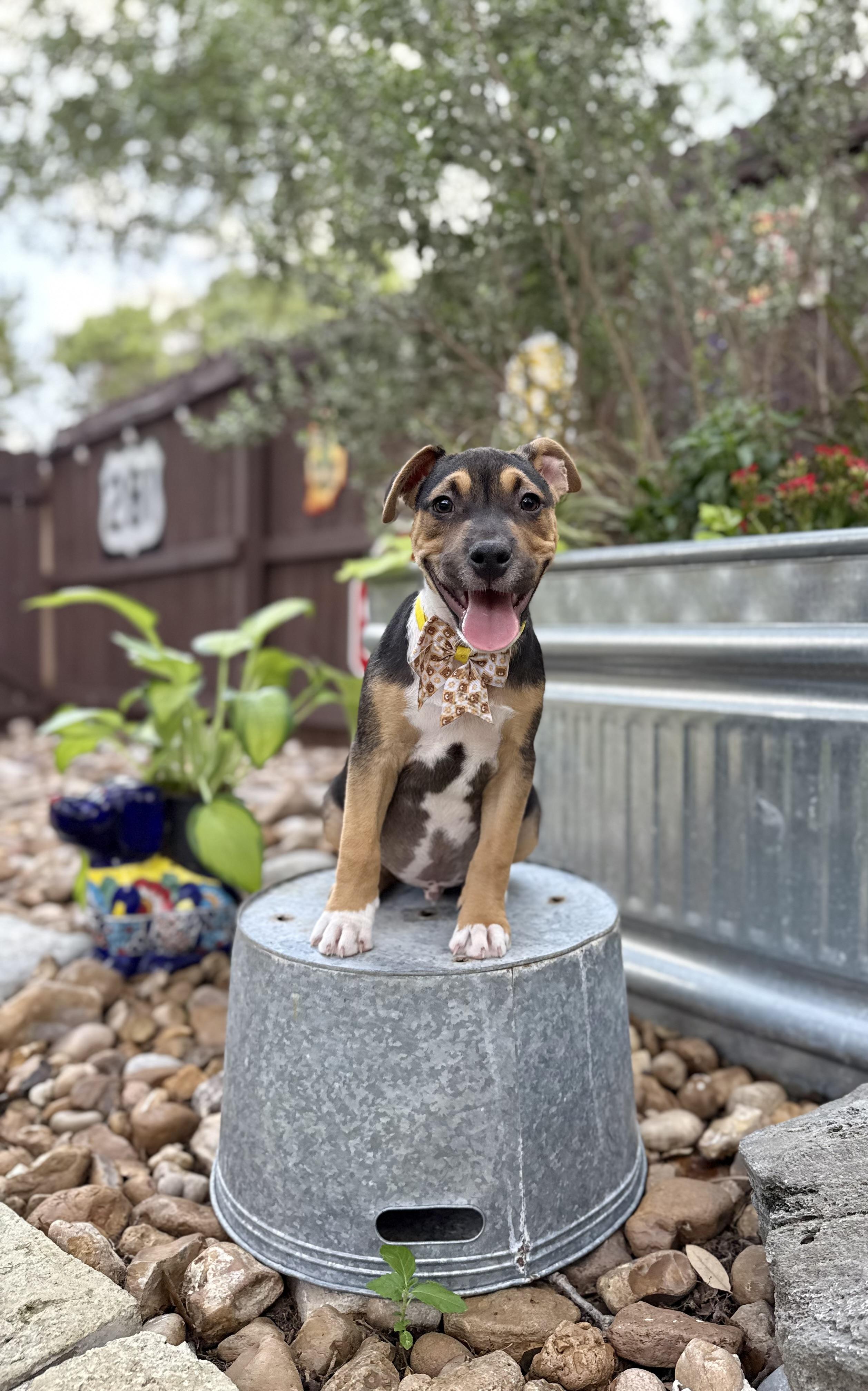 Shadow, a Adoptable mixed breed in San Antonio, TX image 1/6