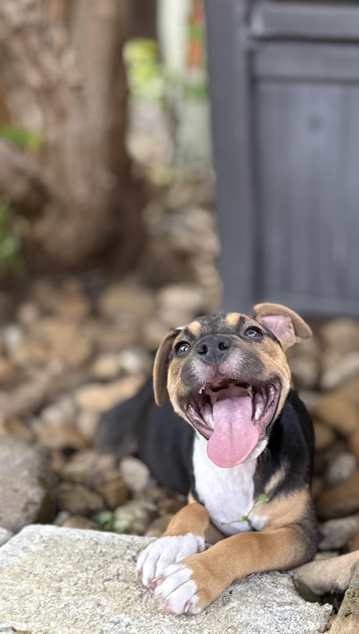 Shadow, a Adoptable mixed breed in San Antonio, TX image 6/6