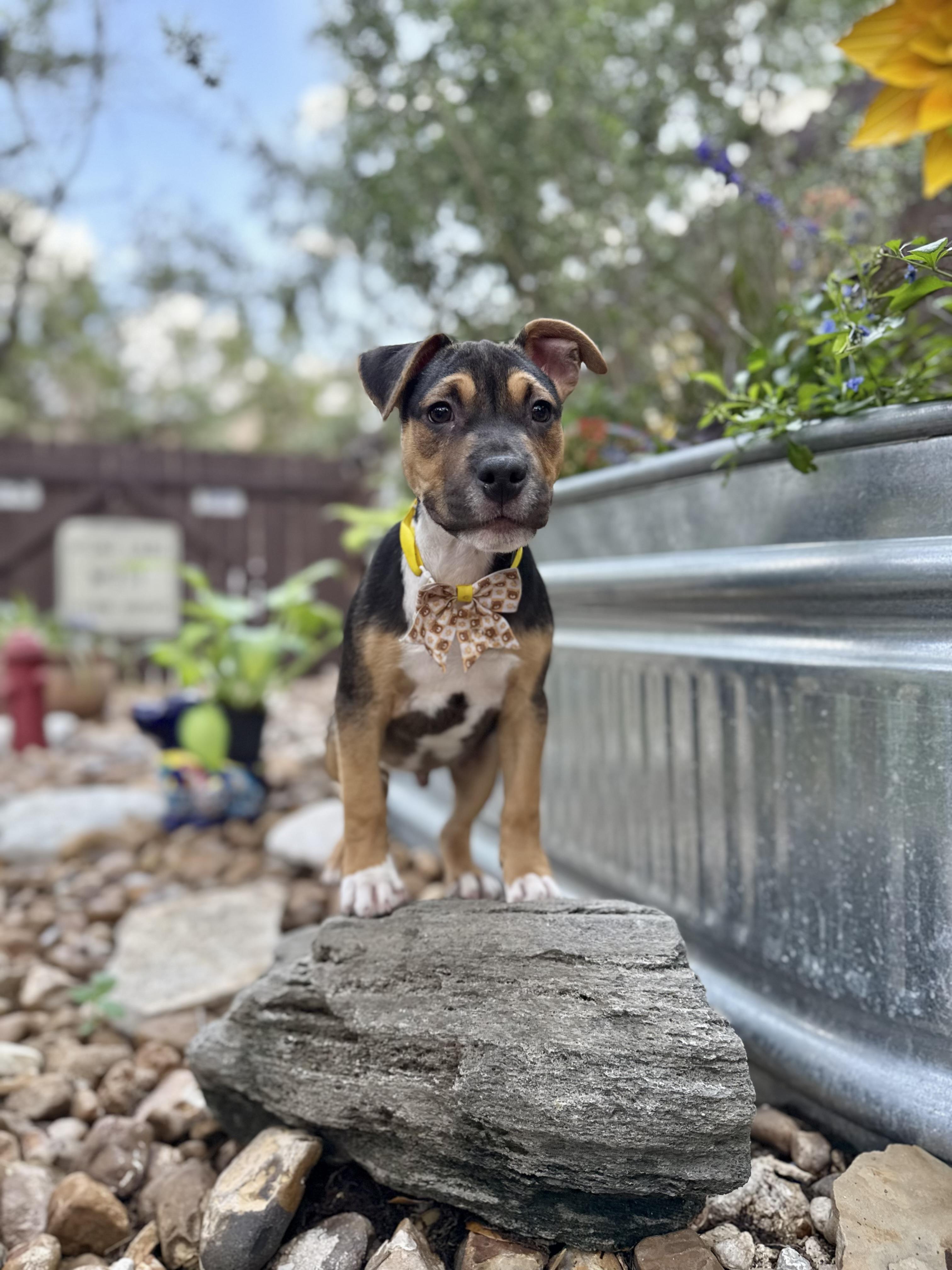 Shadow, a Adoptable mixed breed in San Antonio, TX image 3/6