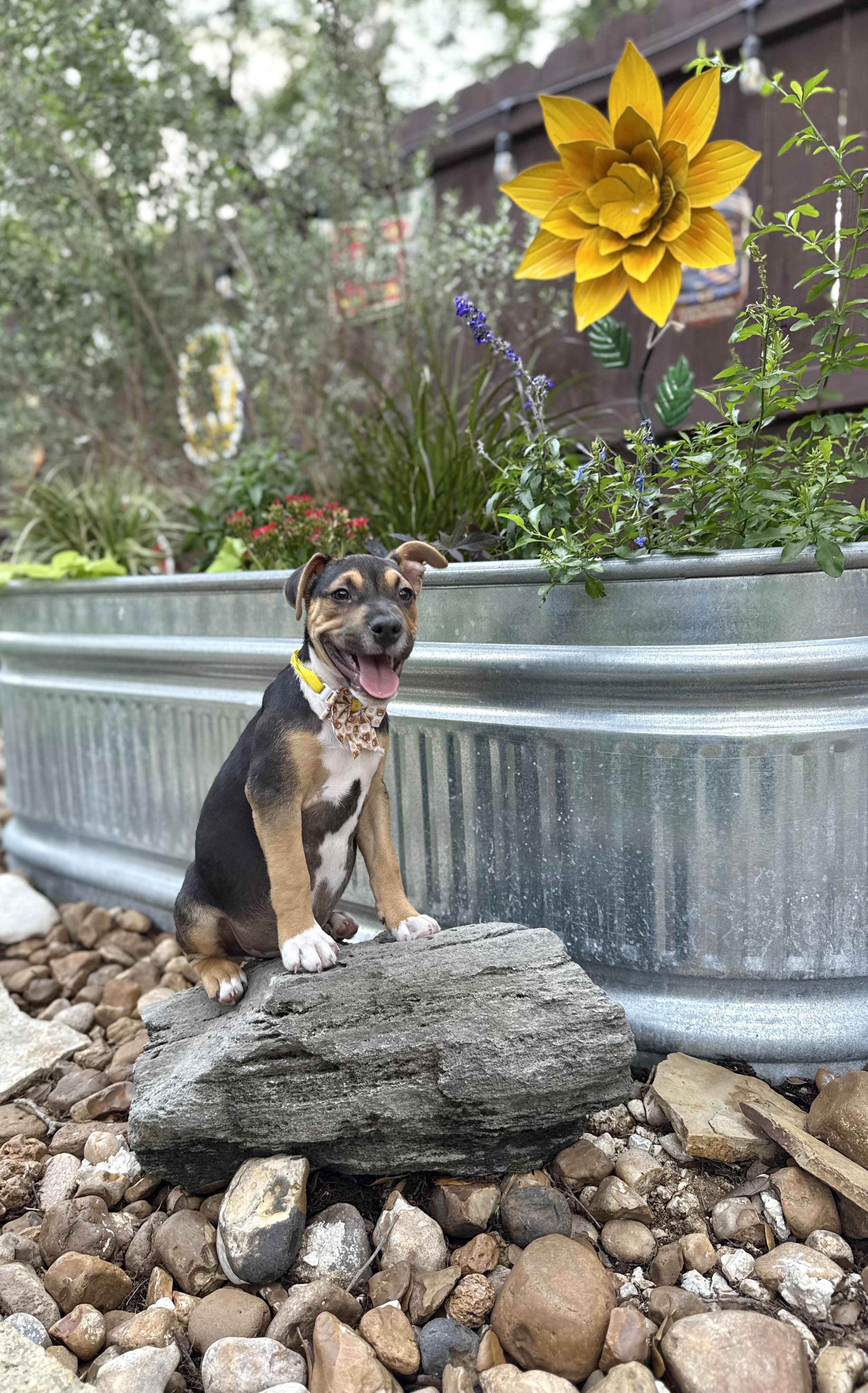 Shadow, a Adoptable mixed breed in San Antonio, TX image 4/6