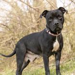 Enlarge Mamma Bear, a ADOPTABLE mixed breed in Hilliard, OH image 1/4