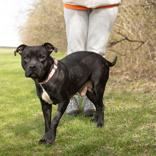 Enlarge Mamma Bear, a ADOPTABLE mixed breed in Hilliard, OH image 2/4