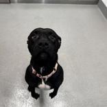 Enlarge Mamma Bear, a ADOPTABLE mixed breed in Hilliard, OH image 4/4