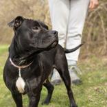 Enlarge Mamma Bear, a ADOPTABLE mixed breed in Hilliard, OH image 3/4