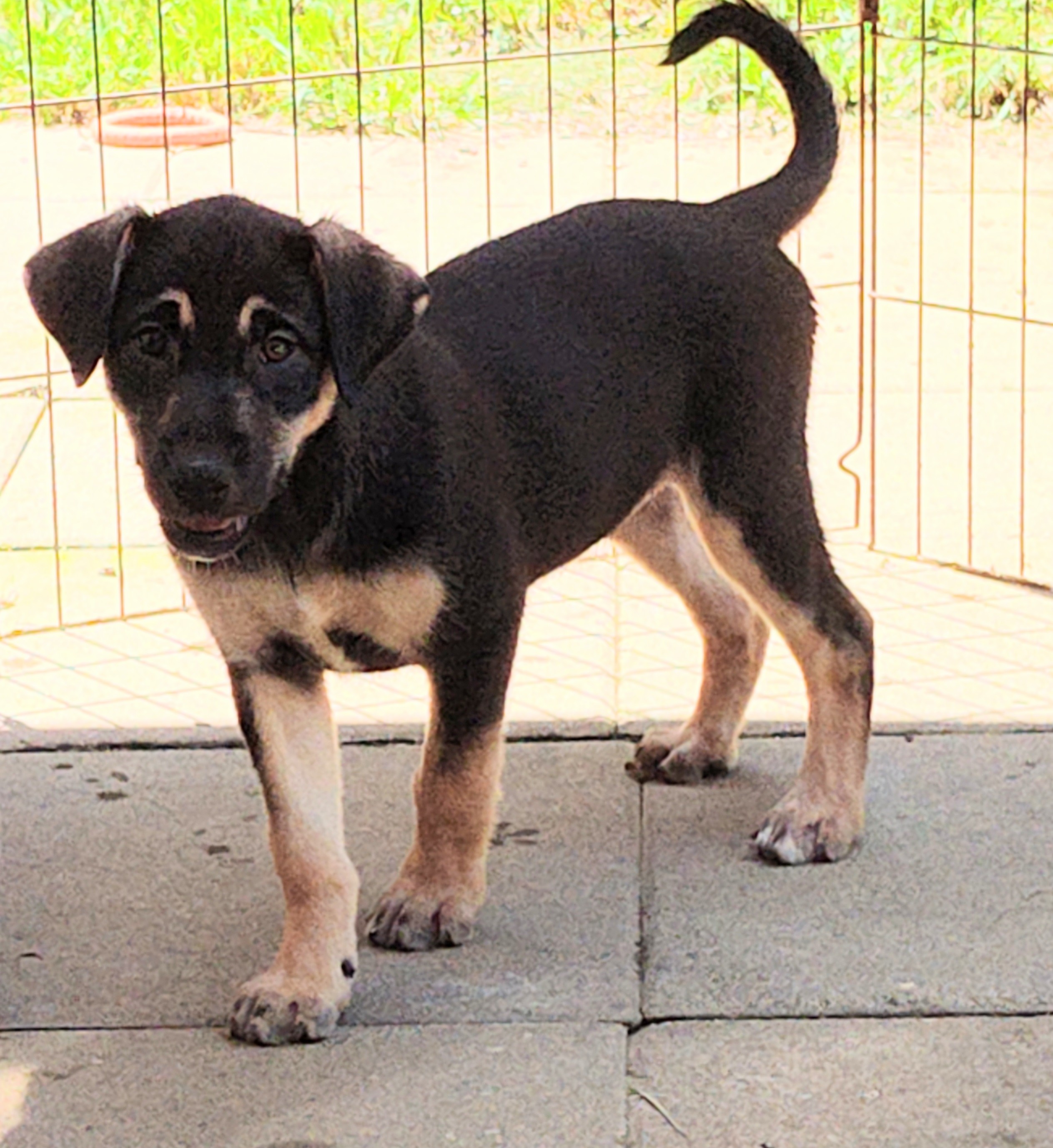 Dolly, Adopted, Puppy Female Labrador Retriever.