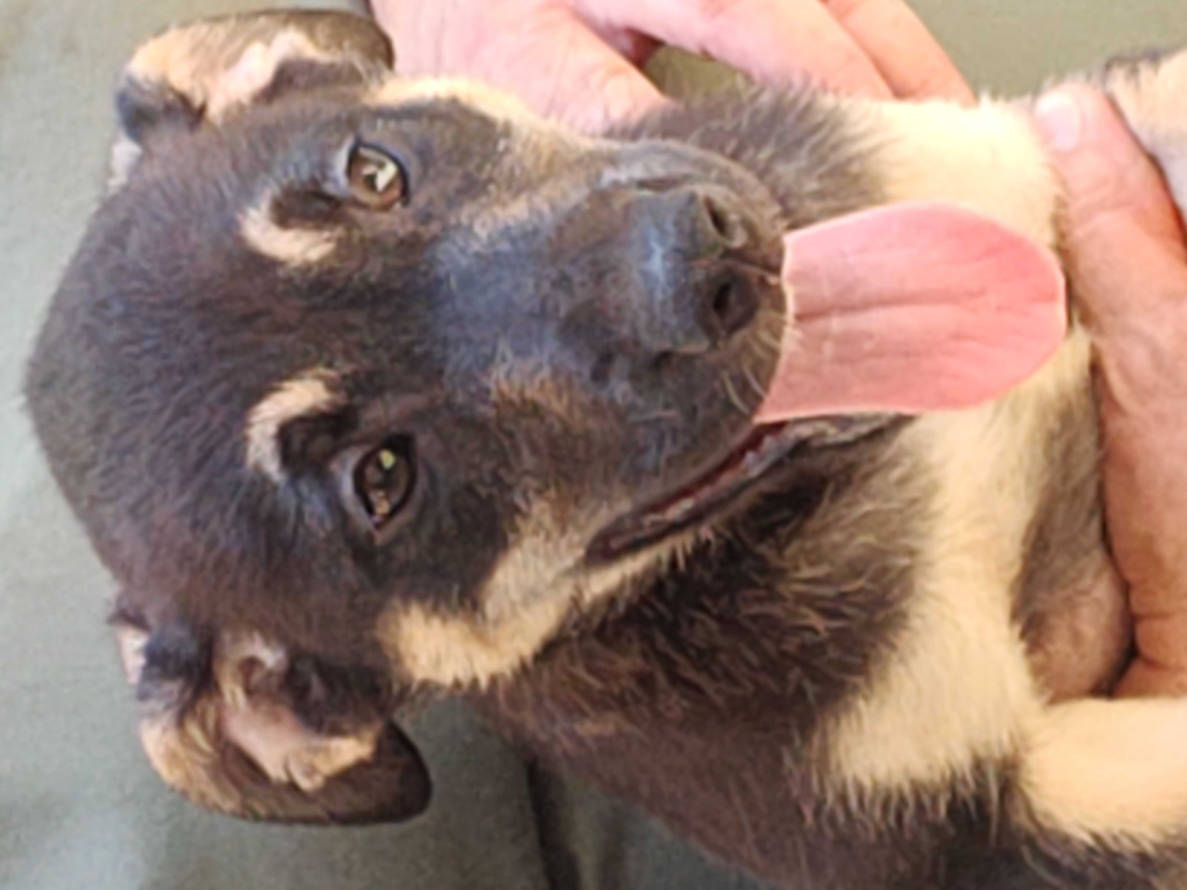 Dolly, a Adopted Labrador Retriever in Siler City, NC image 2/2