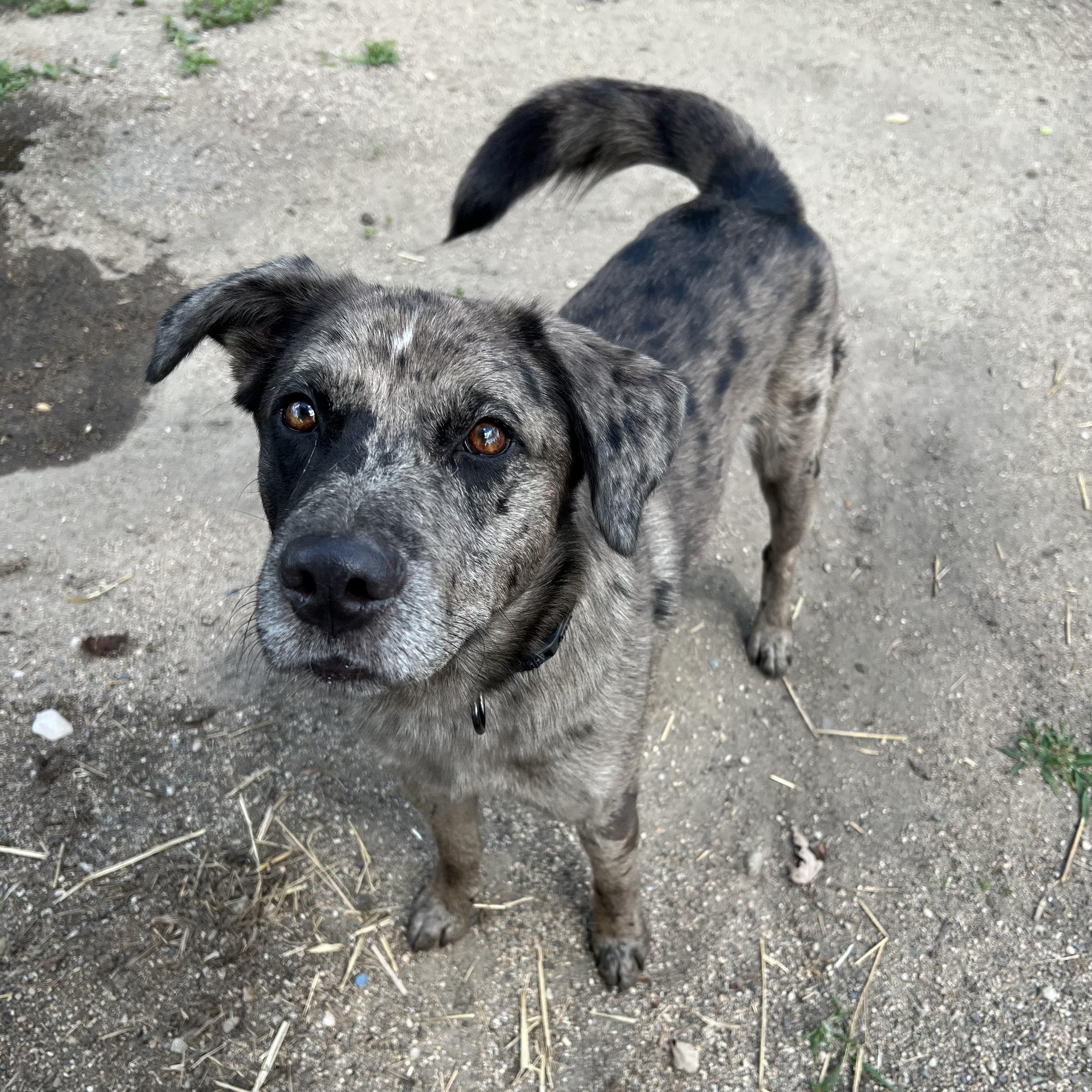 Enlarge Huckleberry, an adopted mixed breed in Fairmont, MN image 1/6