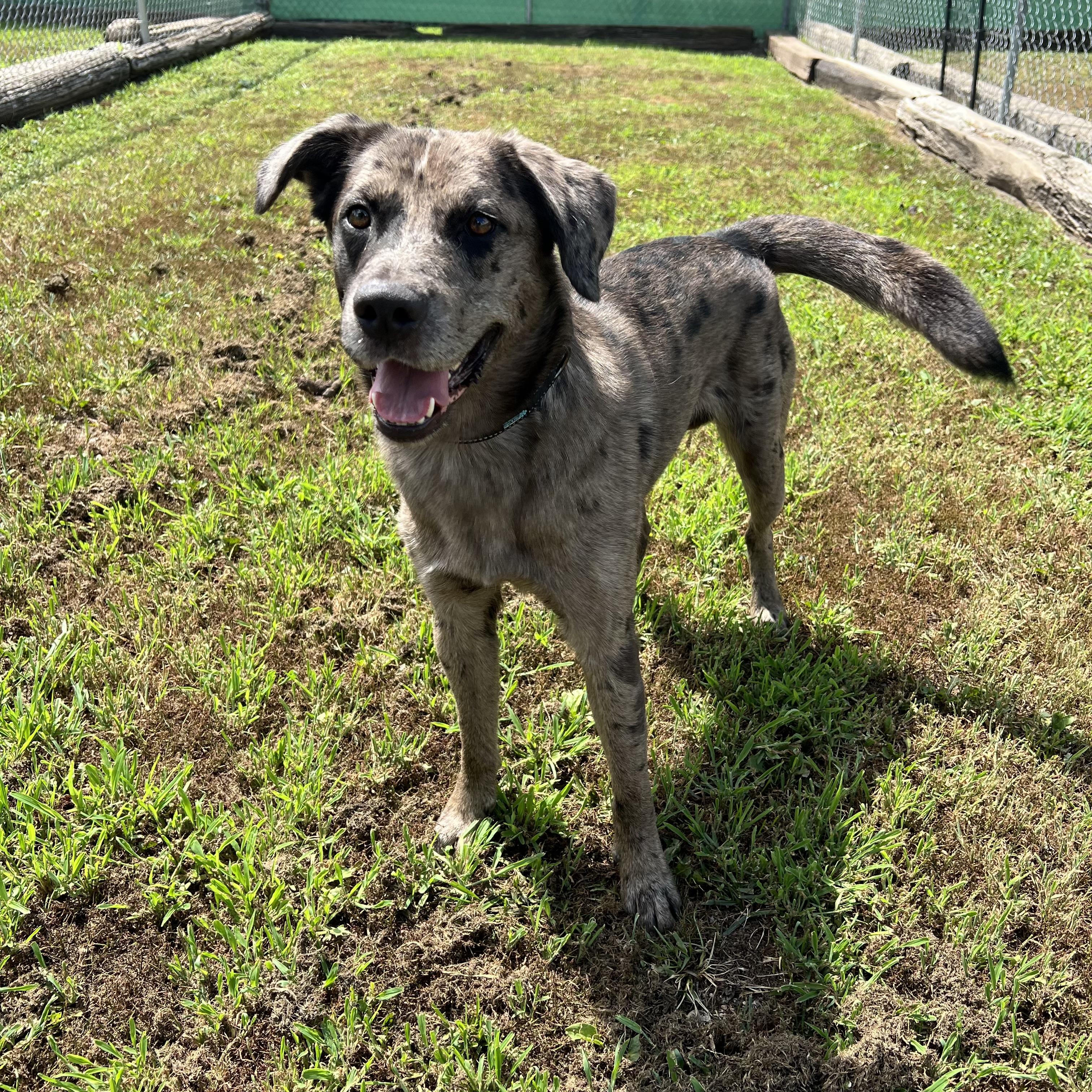 Enlarge Huckleberry, an adopted mixed breed in Fairmont, MN image 4/6