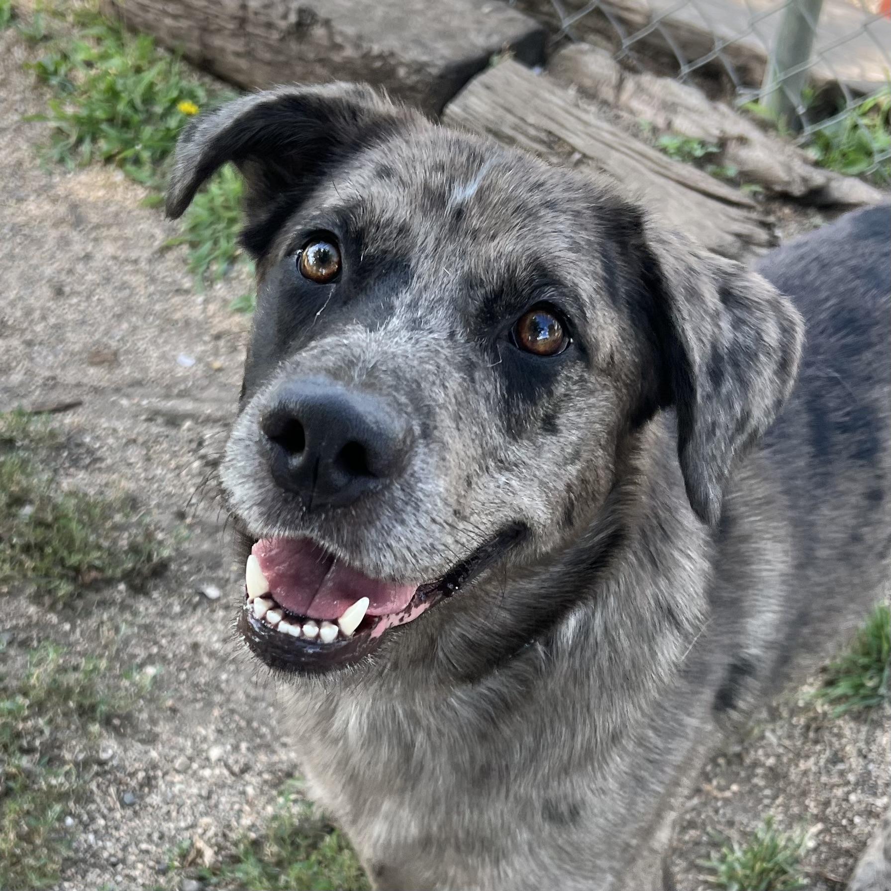Enlarge Huckleberry, an adopted mixed breed in Fairmont, MN image 2/6