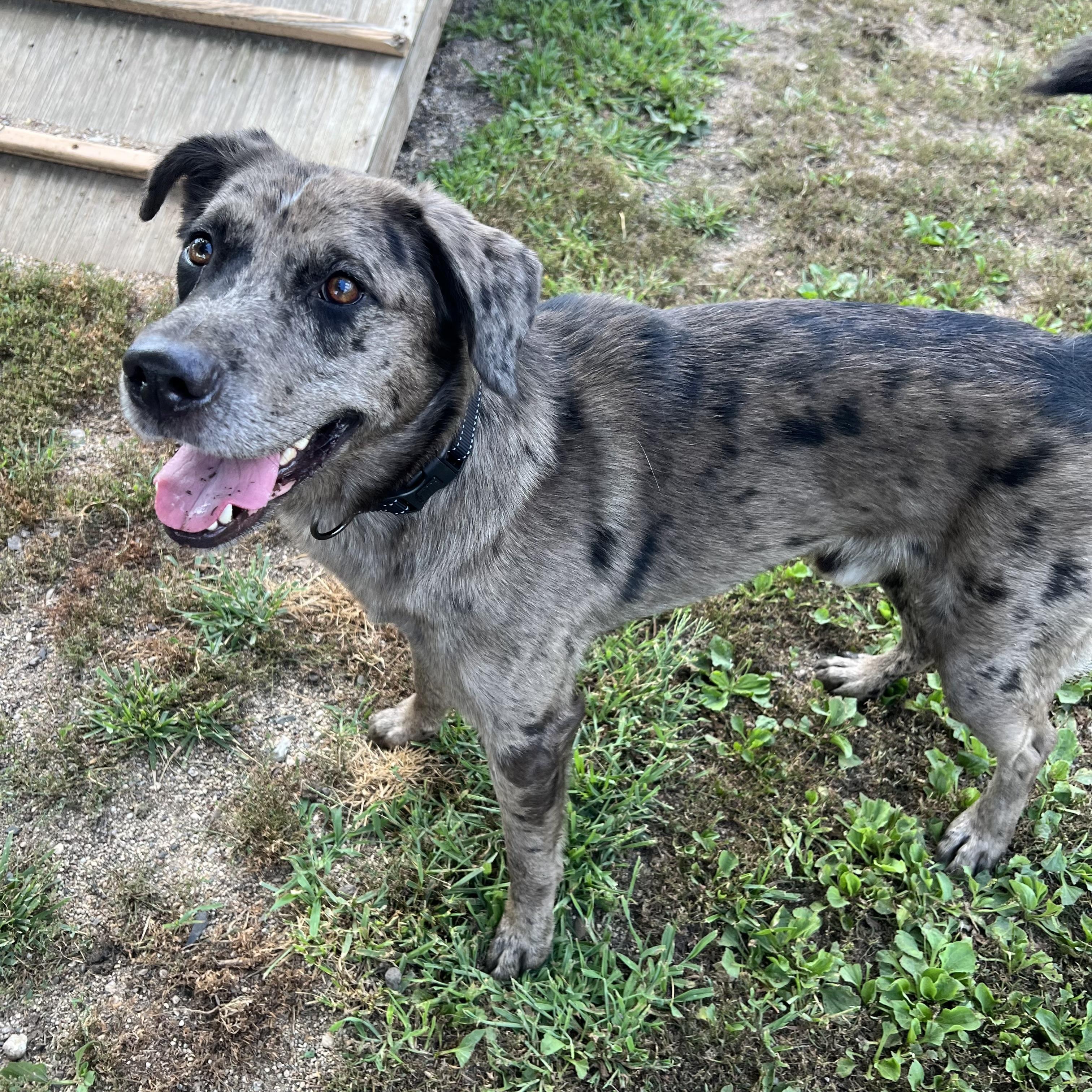 Enlarge Huckleberry, an adopted mixed breed in Fairmont, MN image 6/6
