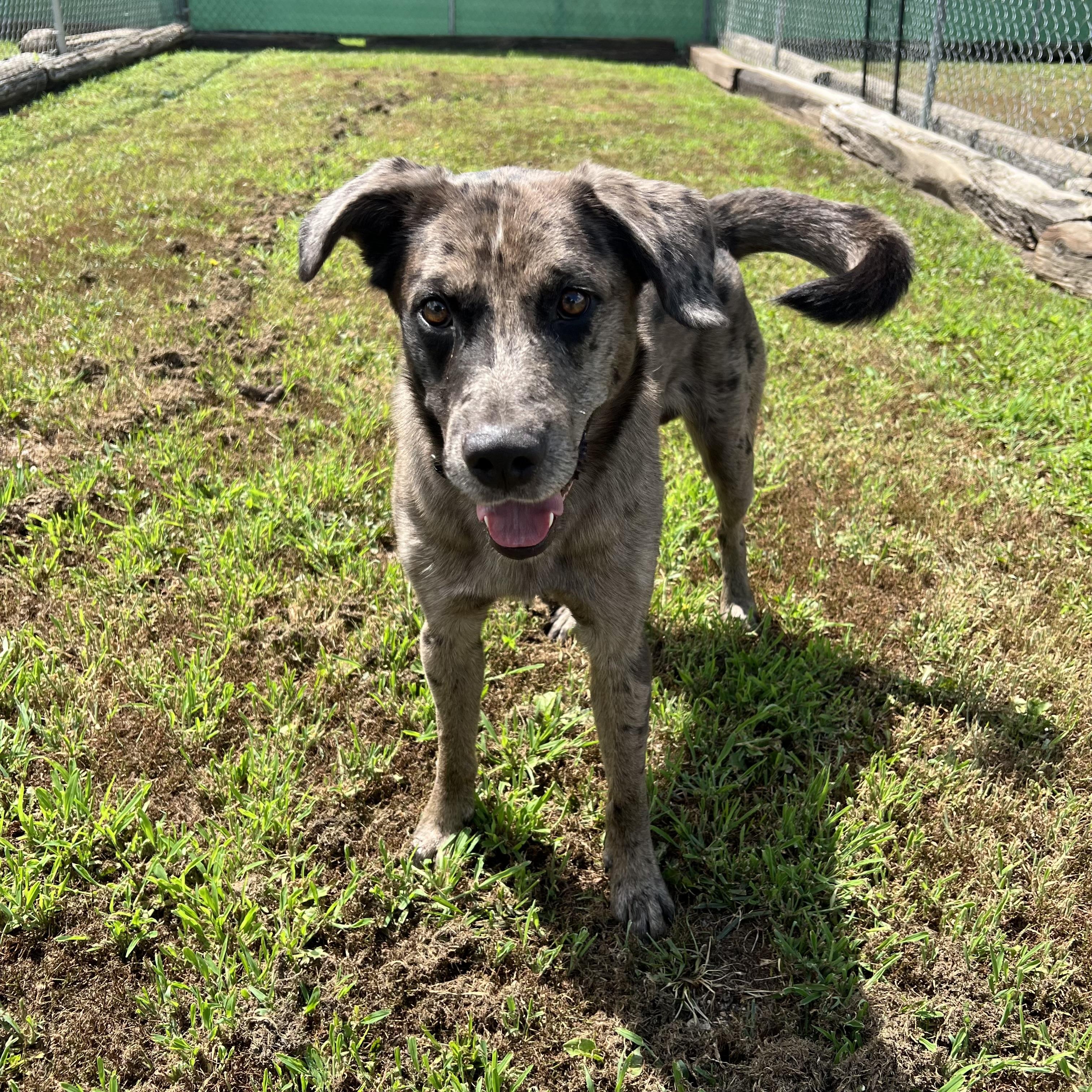 Enlarge Huckleberry, an adopted mixed breed in Fairmont, MN image 3/6