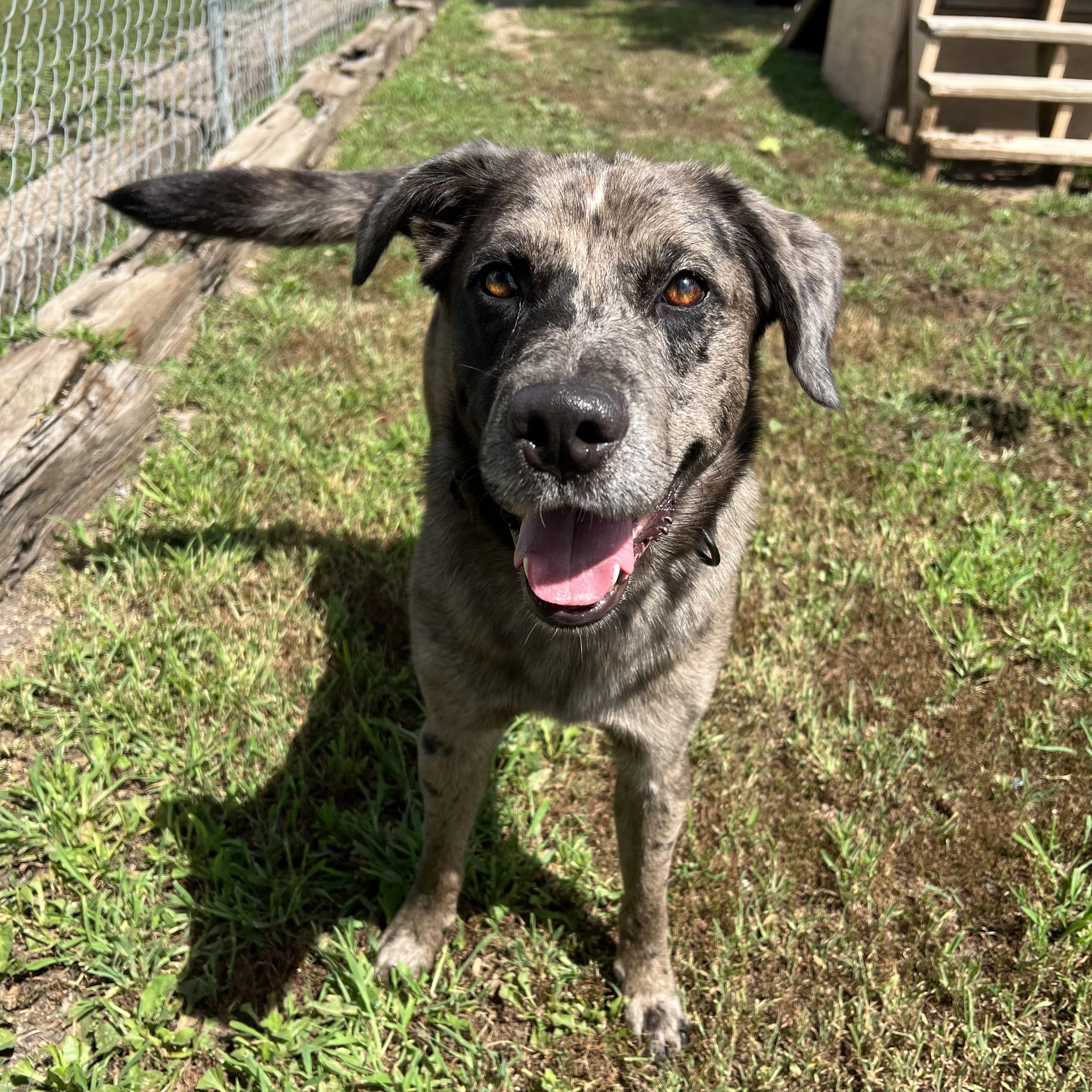 Enlarge Huckleberry, an adopted mixed breed in Fairmont, MN image 5/6