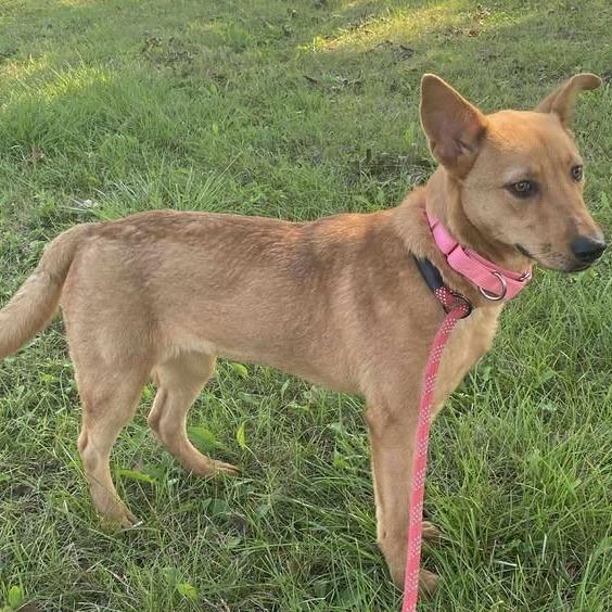 Charlotte, Adoptable, Young Female Terrier.