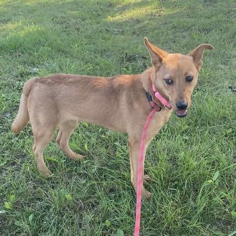 Enlarge Charlotte, a Adoptable Terrier in Vinita, OK image 2/3