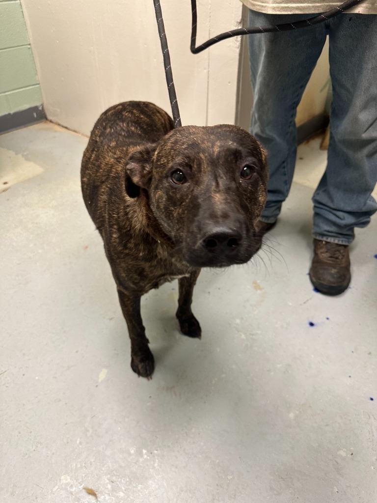 Enlarge Trixie, a Adoptable mixed breed in Dyersburg, TN image 1/6