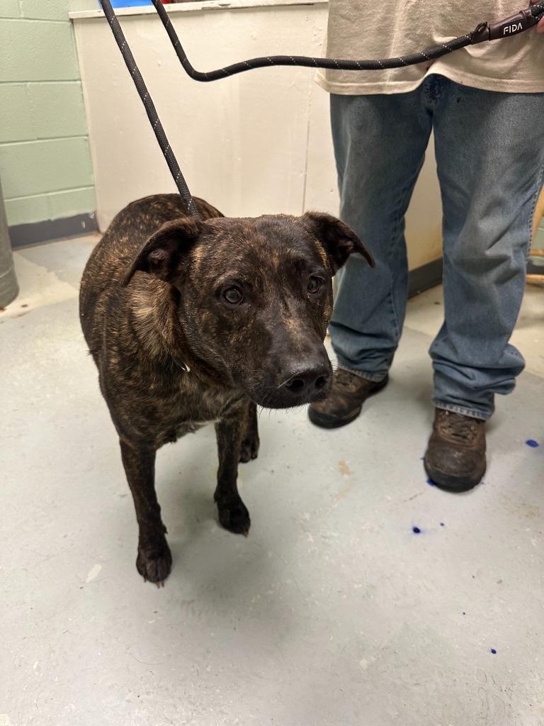 Enlarge Trixie, a Adoptable mixed breed in Dyersburg, TN image 2/6