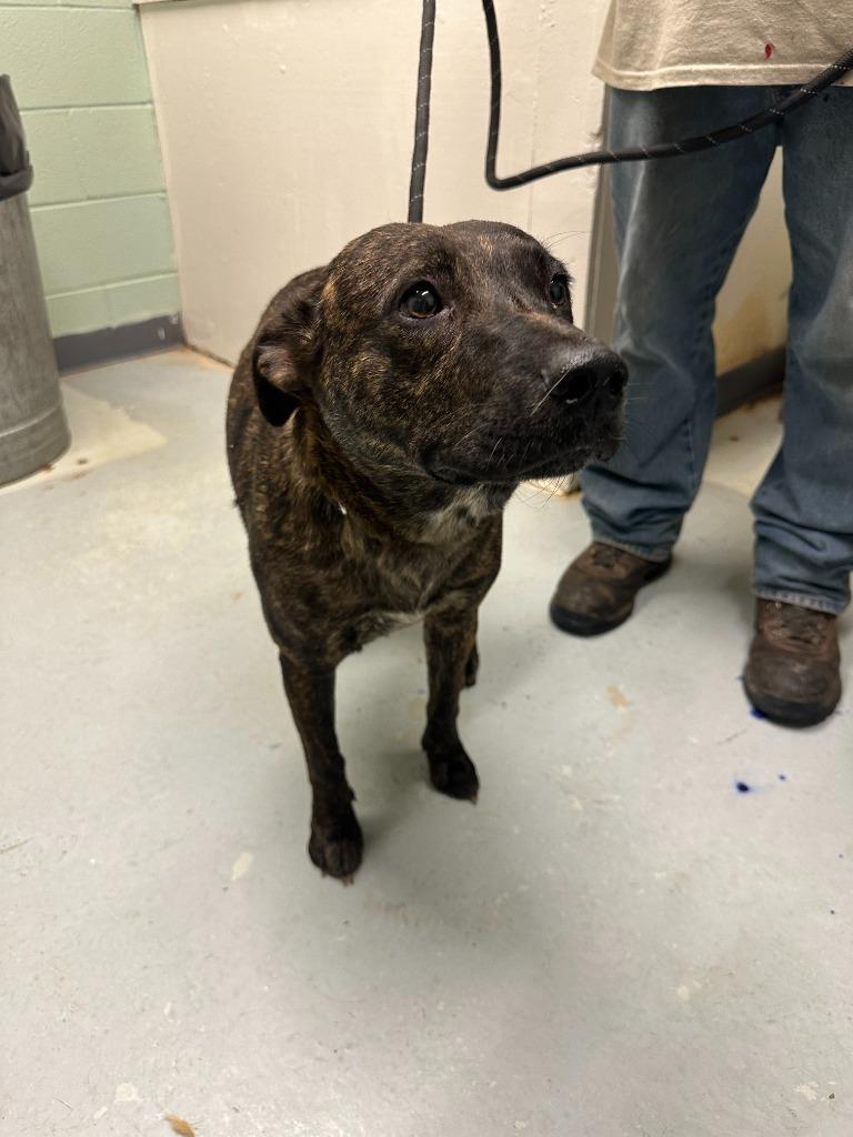 Enlarge Trixie, a Adoptable mixed breed in Dyersburg, TN image 4/6