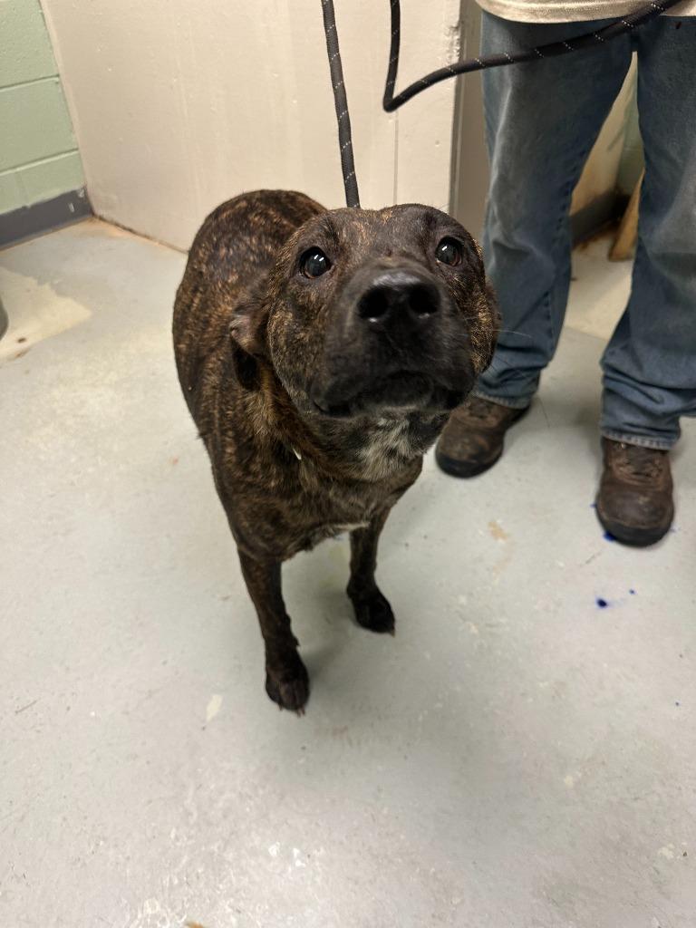 Enlarge Trixie, a Adoptable mixed breed in Dyersburg, TN image 5/6