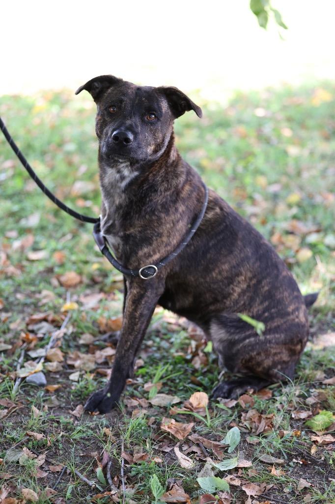 Enlarge Trixie, a Adoptable mixed breed in Dyersburg, TN image 6/6