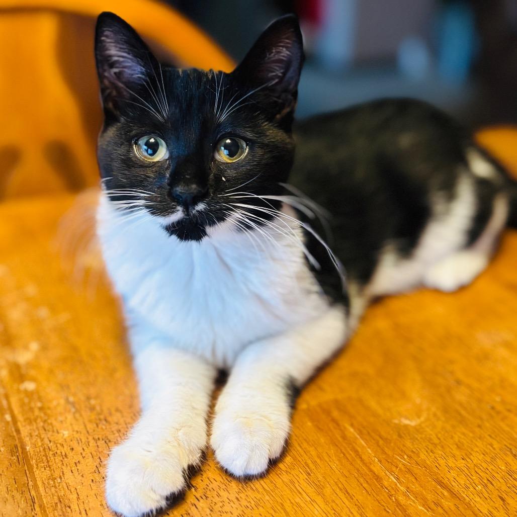 Daffy, Adoptable, Kitten Female Domestic Short Hair.